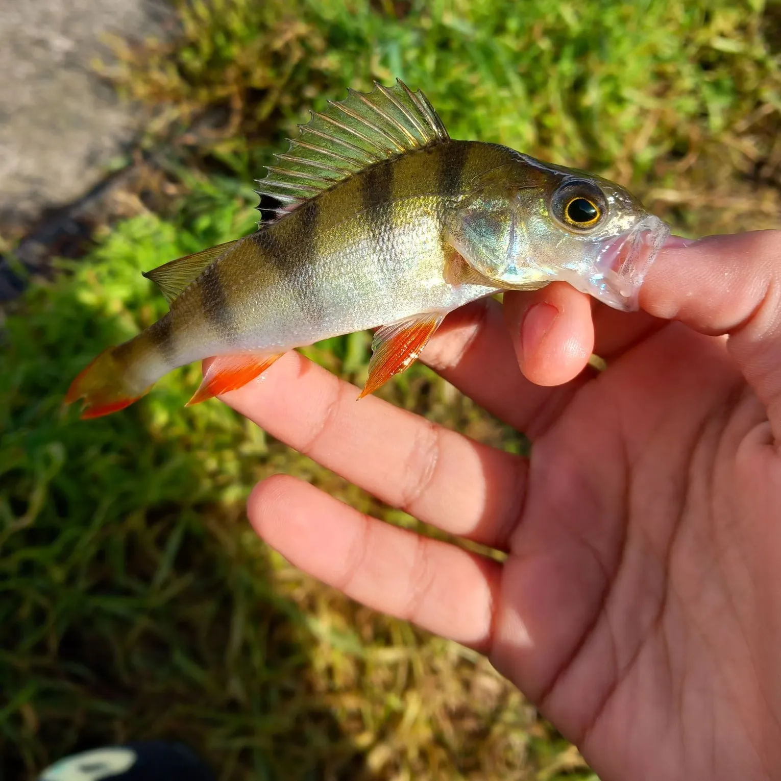 European perch caught on Fishbrain