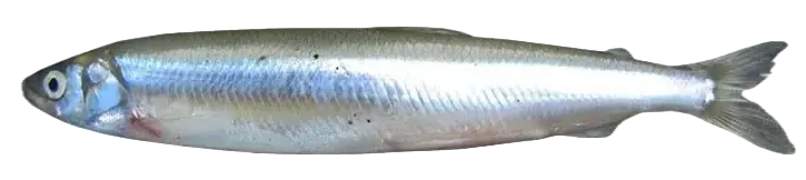 Surf smelt
