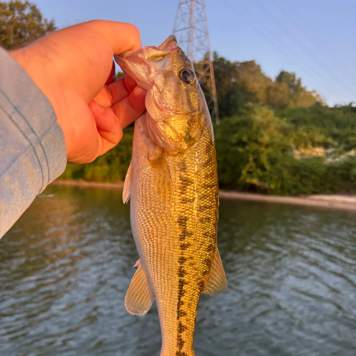 Spotted bass caught on Fishbrain