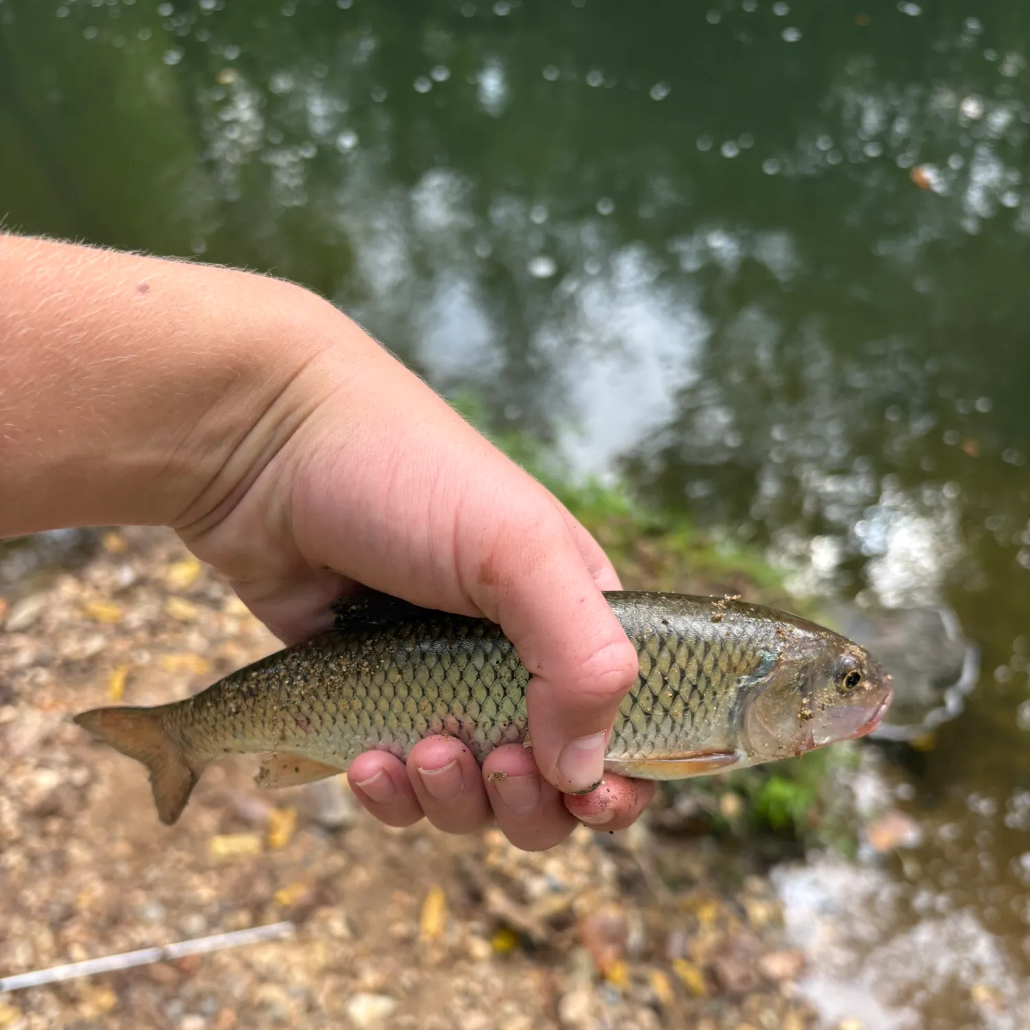 Fallfish caught on Fishbrain