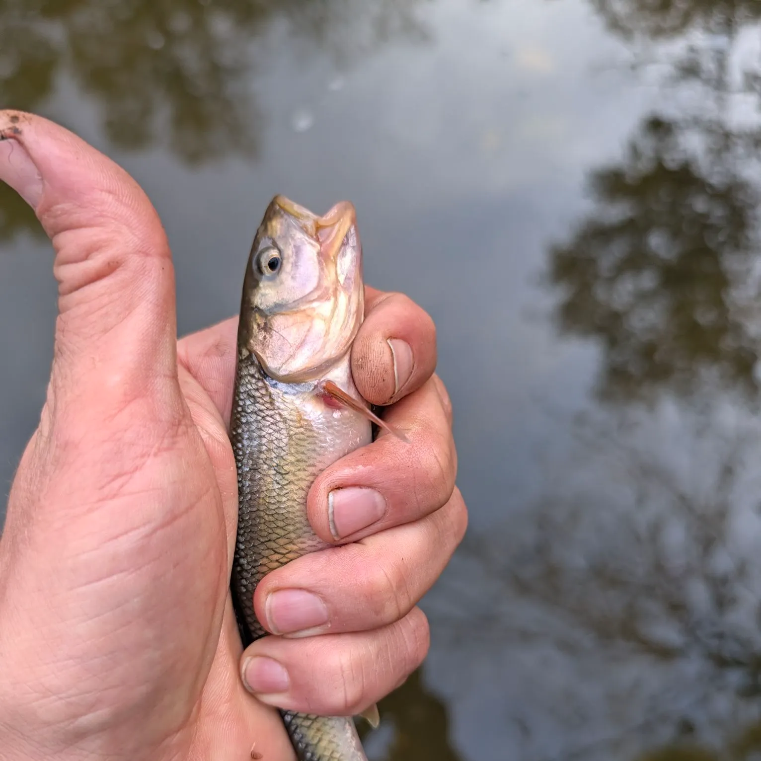 Creek chub caught on Fishbrain