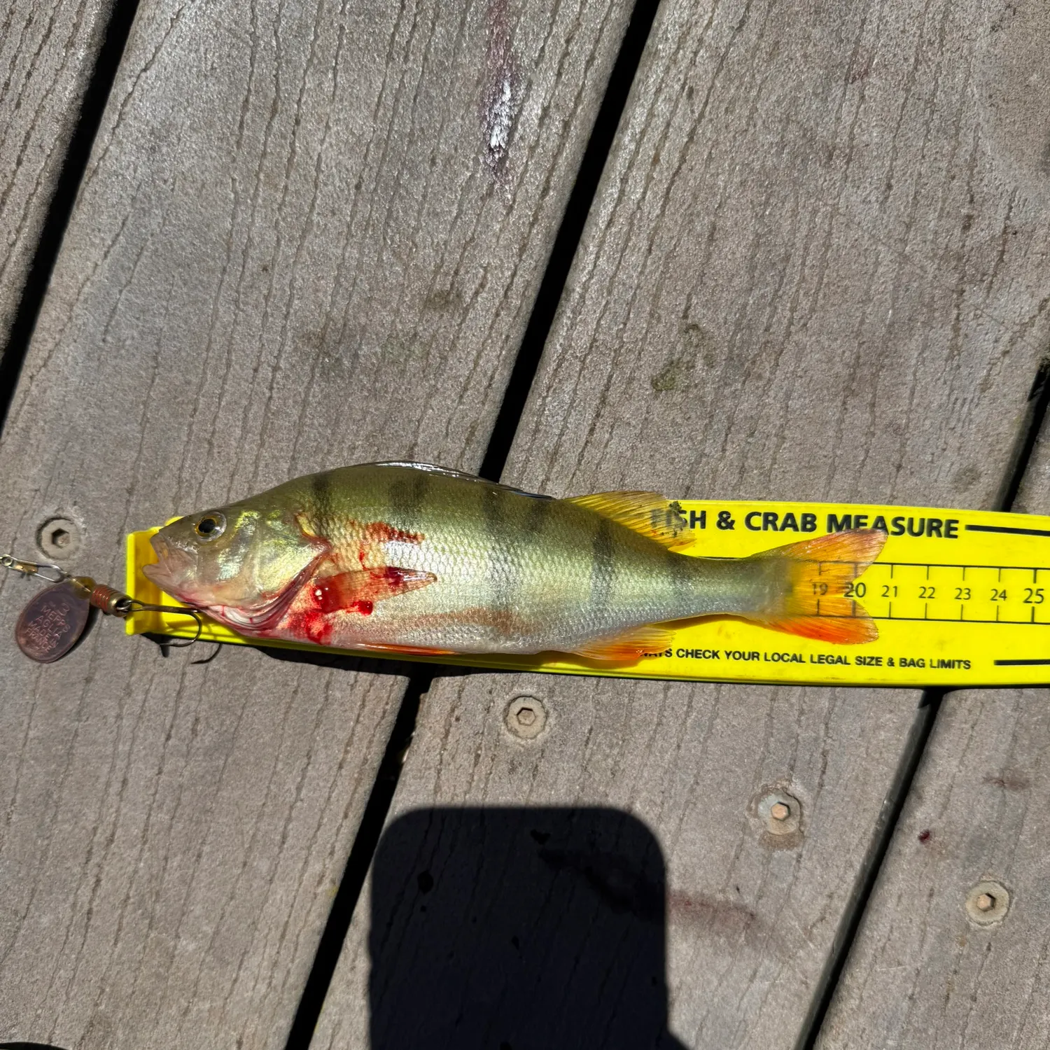 recently logged catches