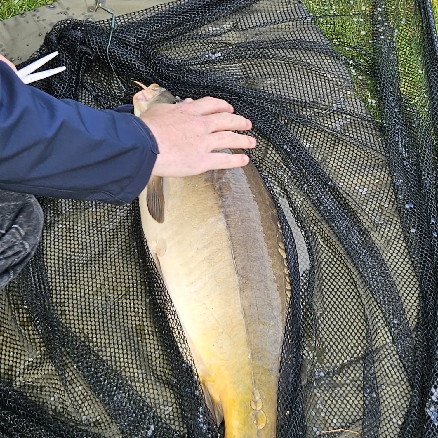 The most recent Leather carp catches on Fishbrain