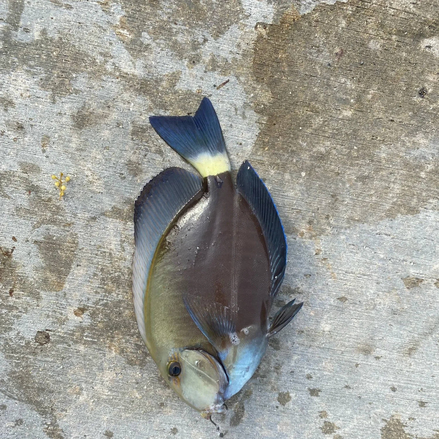 The most recent Doctorfish catches on Fishbrain