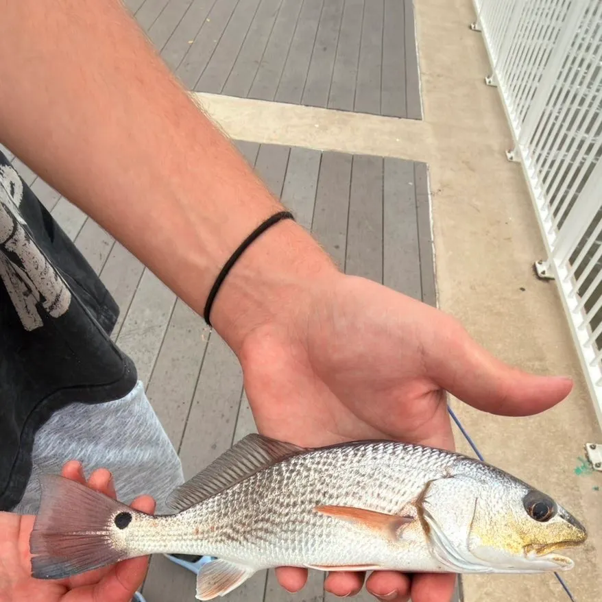 Red drum caught on Fishbrain
