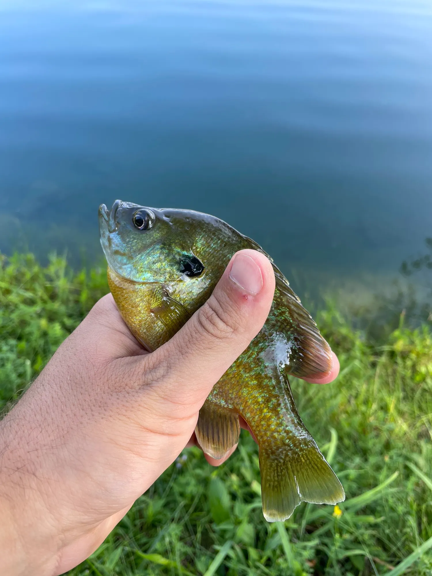 Live Bluegill