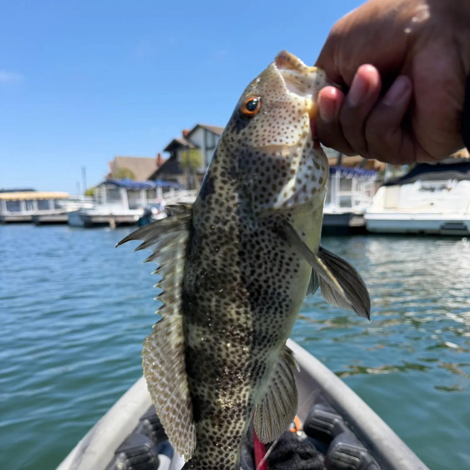 catch