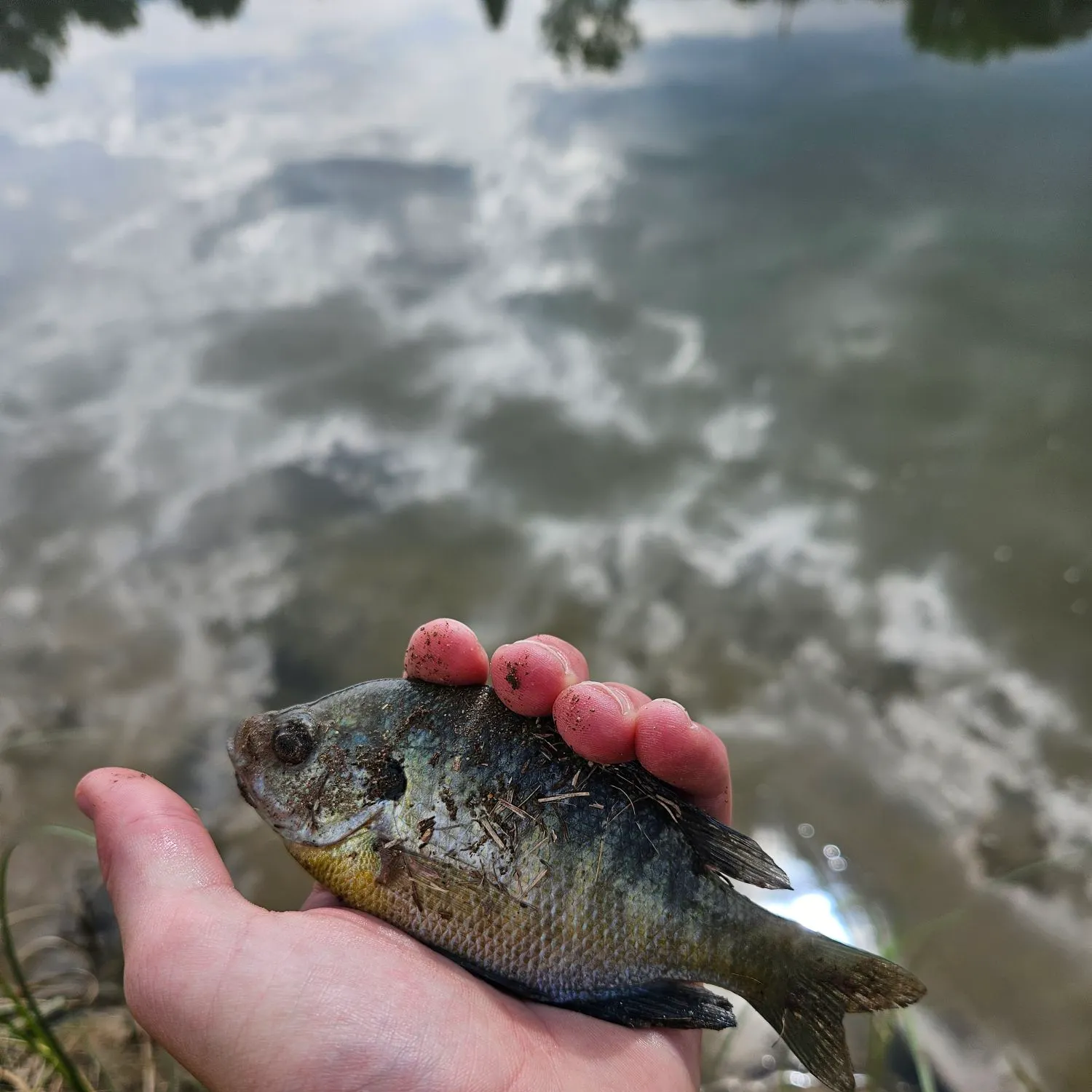 Bluegill caught on Fishbrain