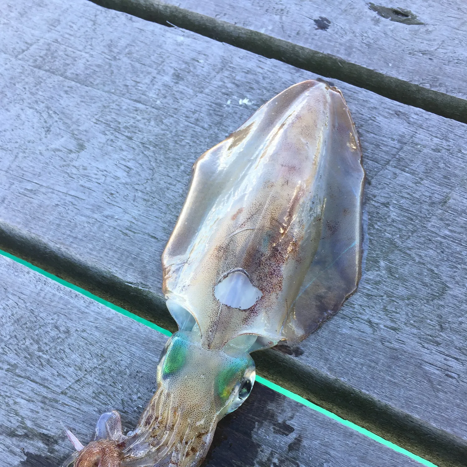 The most recent Southern calamari catches on Fishbrain