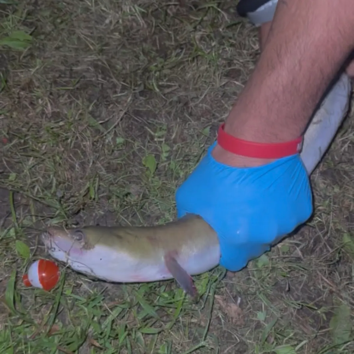 American eel caught on Fishbrain