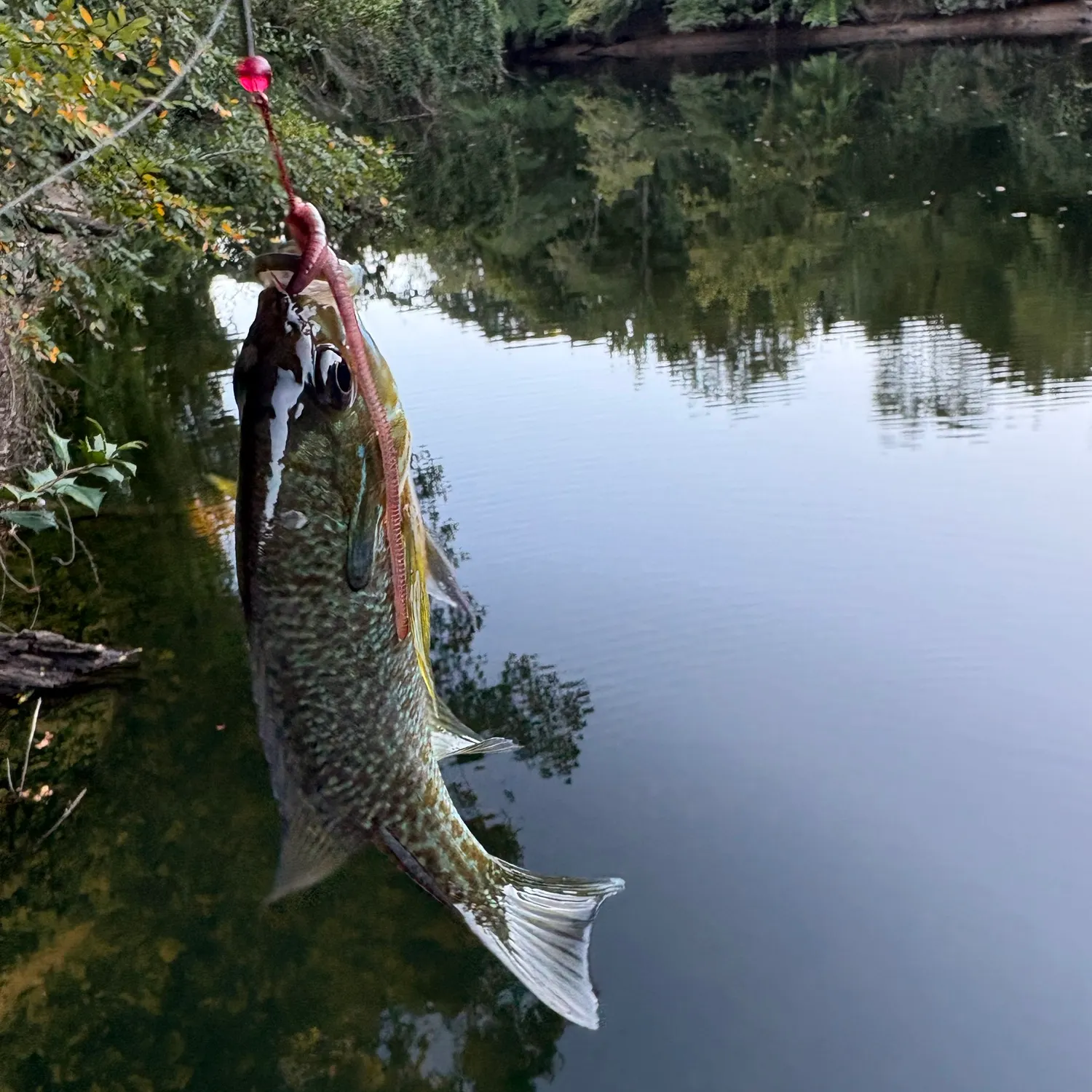 Pumpkinseed caught on Fishbrain
