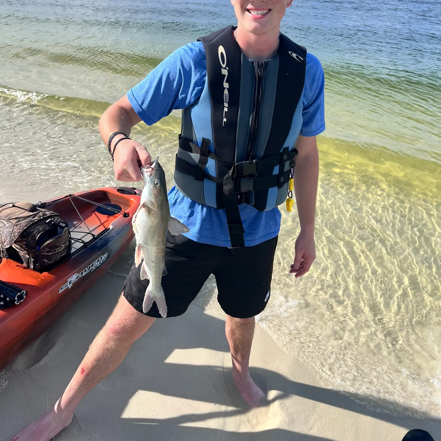 Hardhead sea catfish caught on Fishbrain