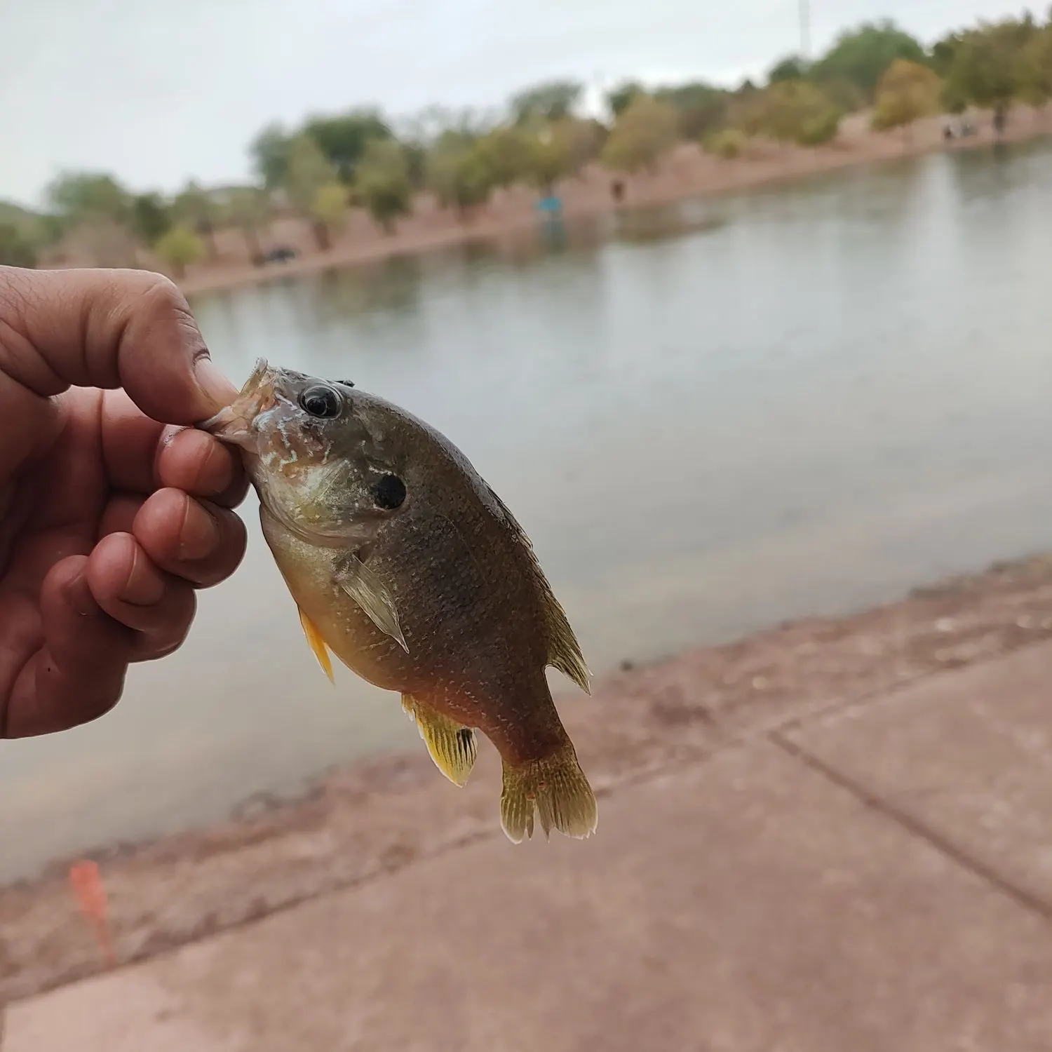 Greengill hybrid caught on Fishbrain