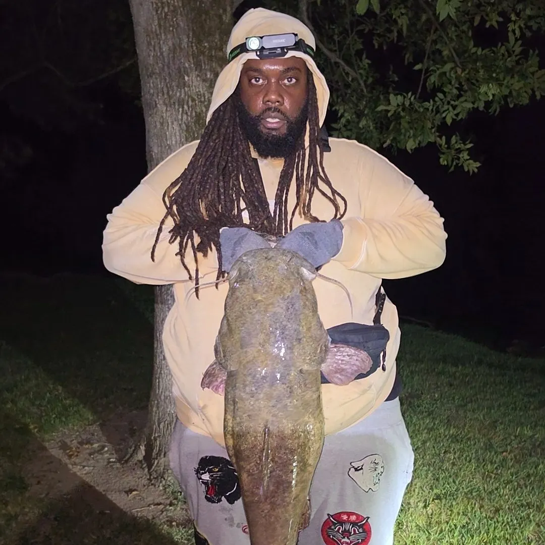 Flathead catfish caught on Fishbrain
