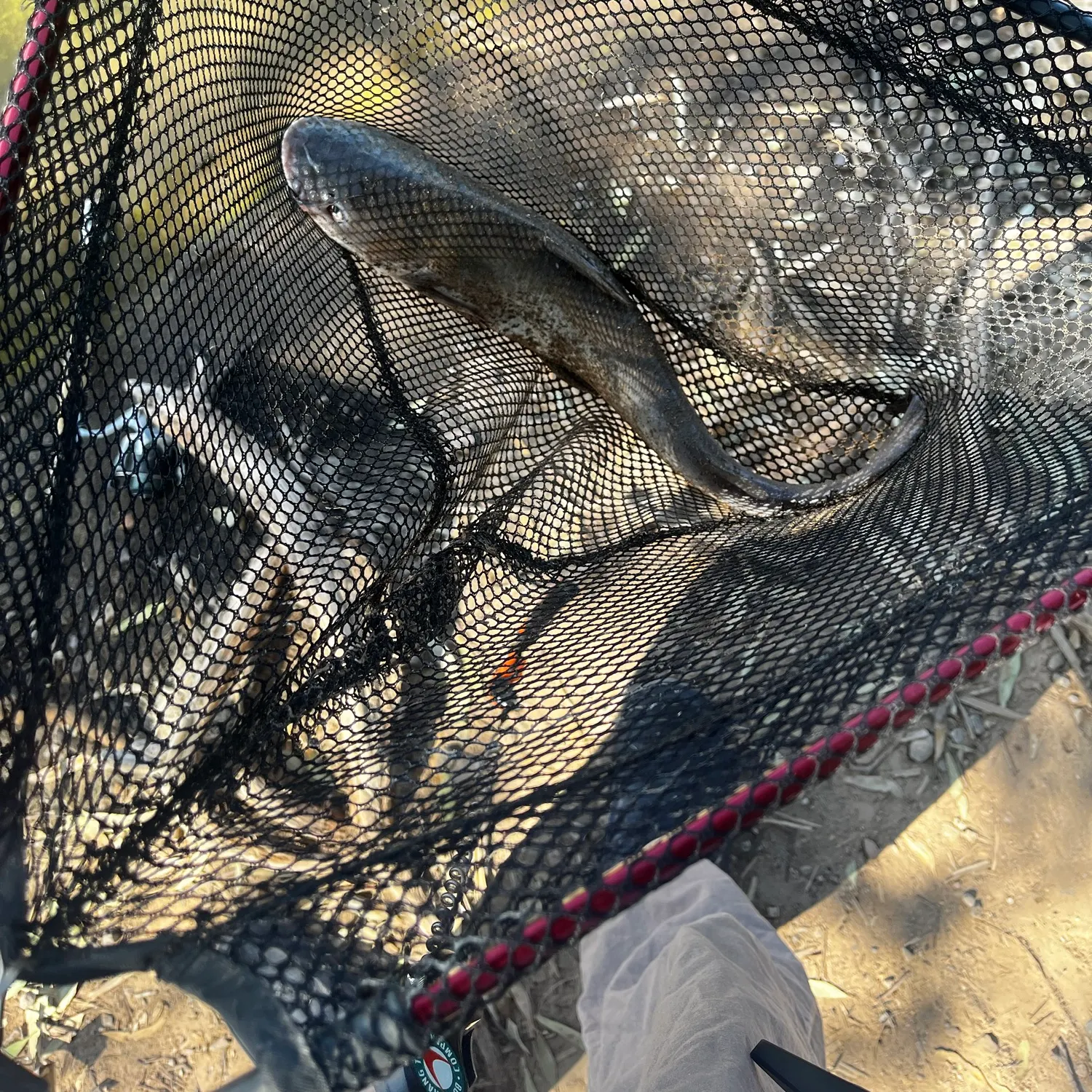Channel catfish caught on Fishbrain