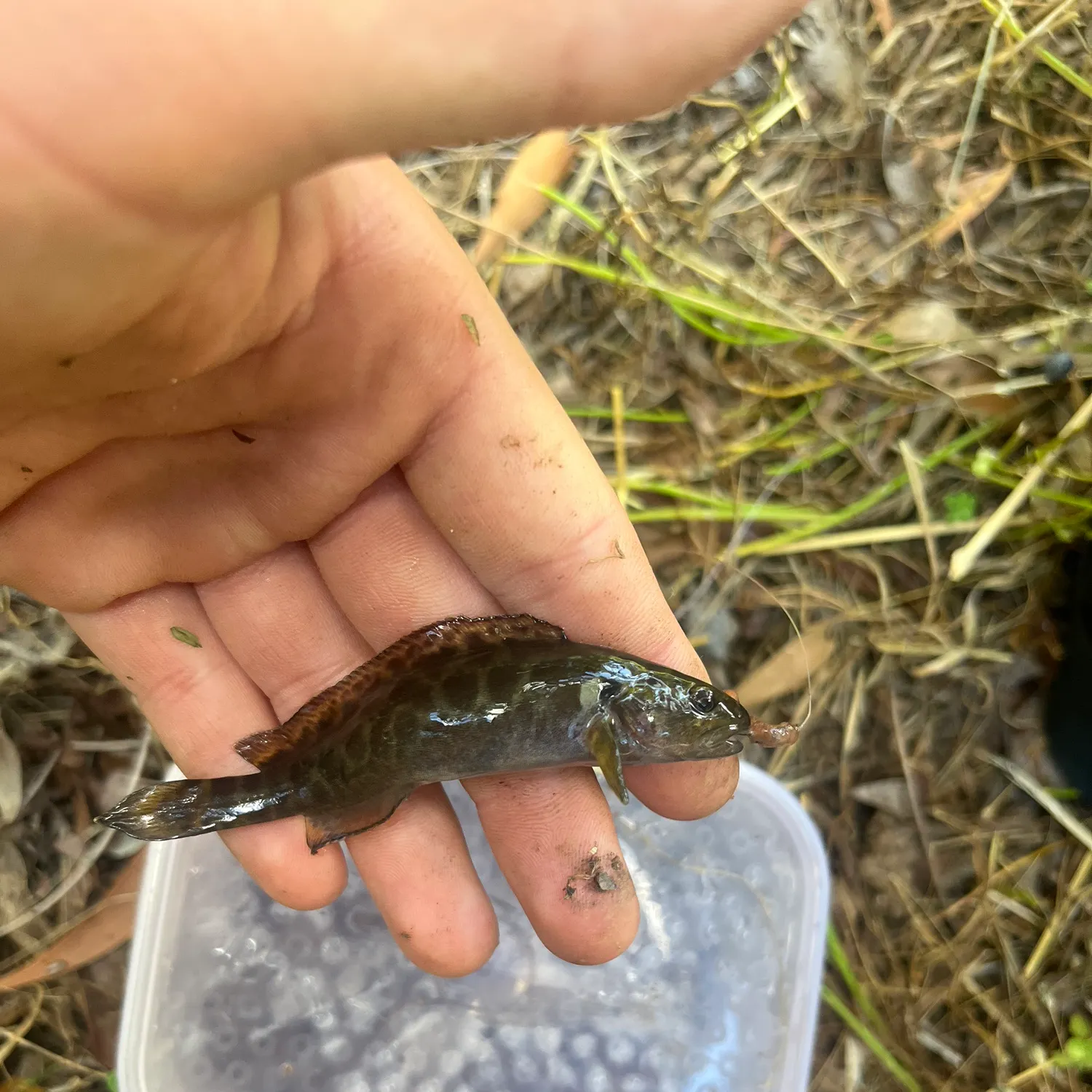 The most recent River blackfish catches on Fishbrain