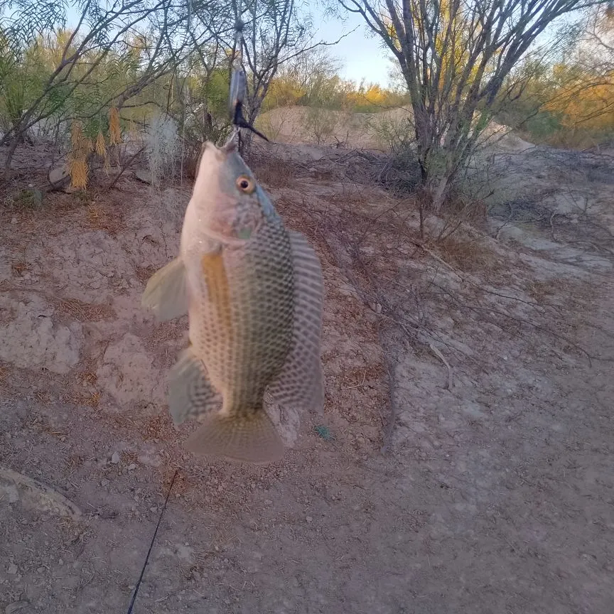 The most recent Nile tilapia catches on Fishbrain