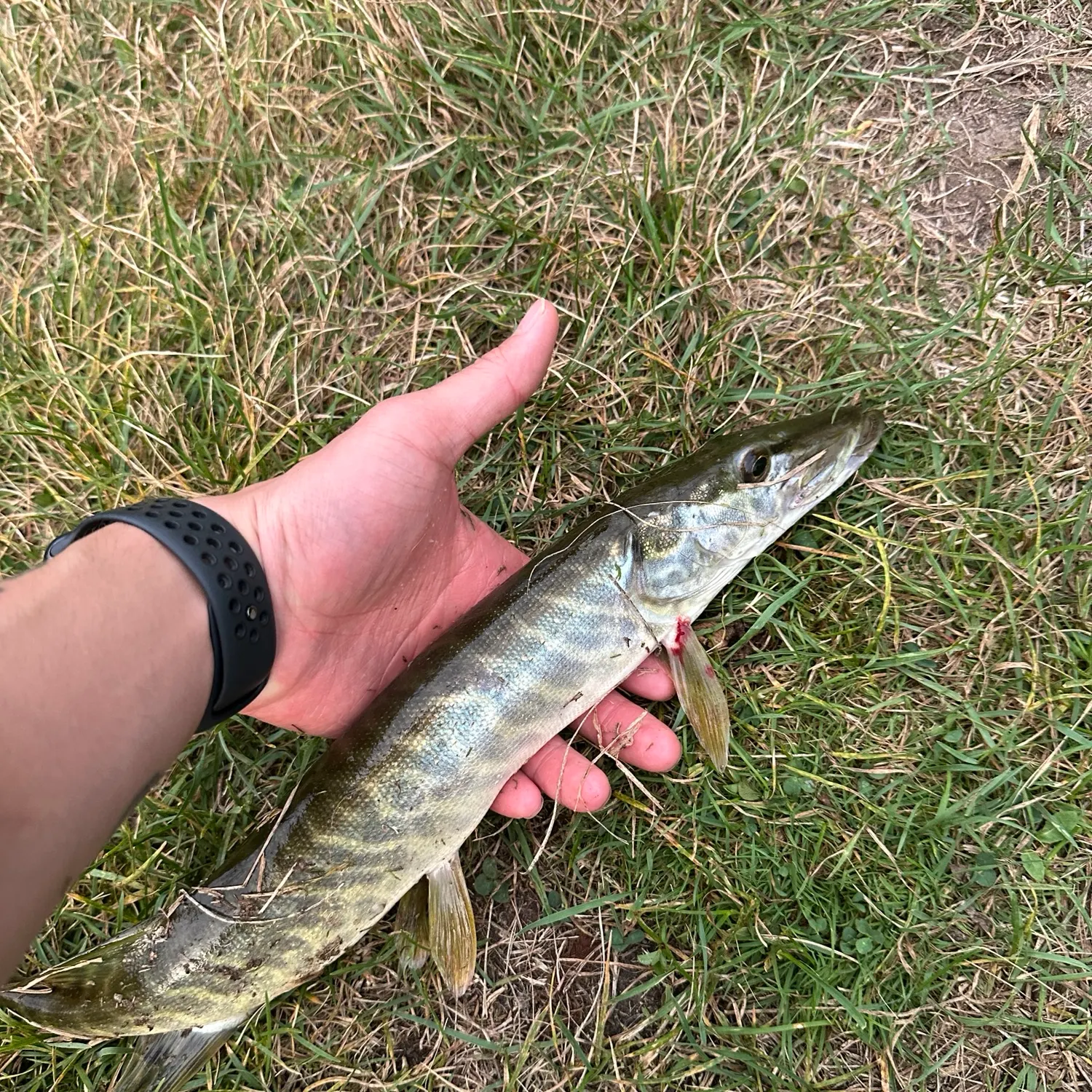 Muskie caught on Fishbrain