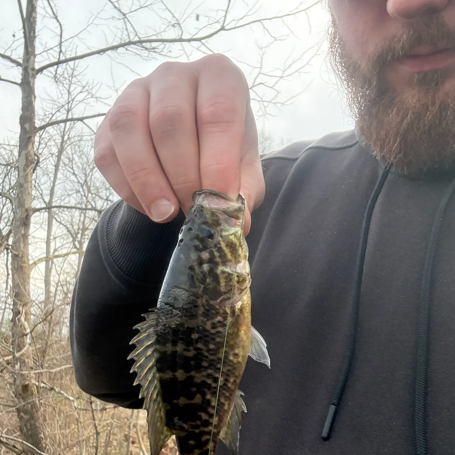 The most recent Warmouth catches on Fishbrain