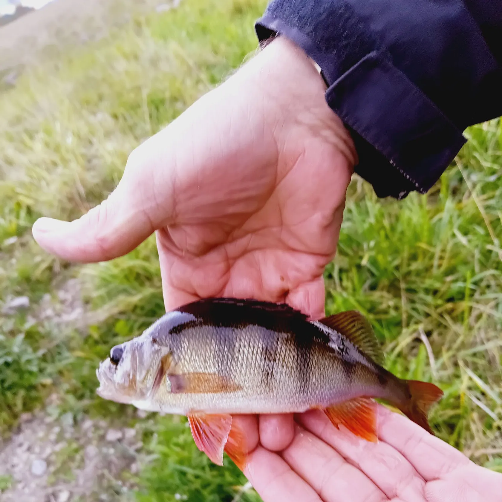 European perch caught on Fishbrain