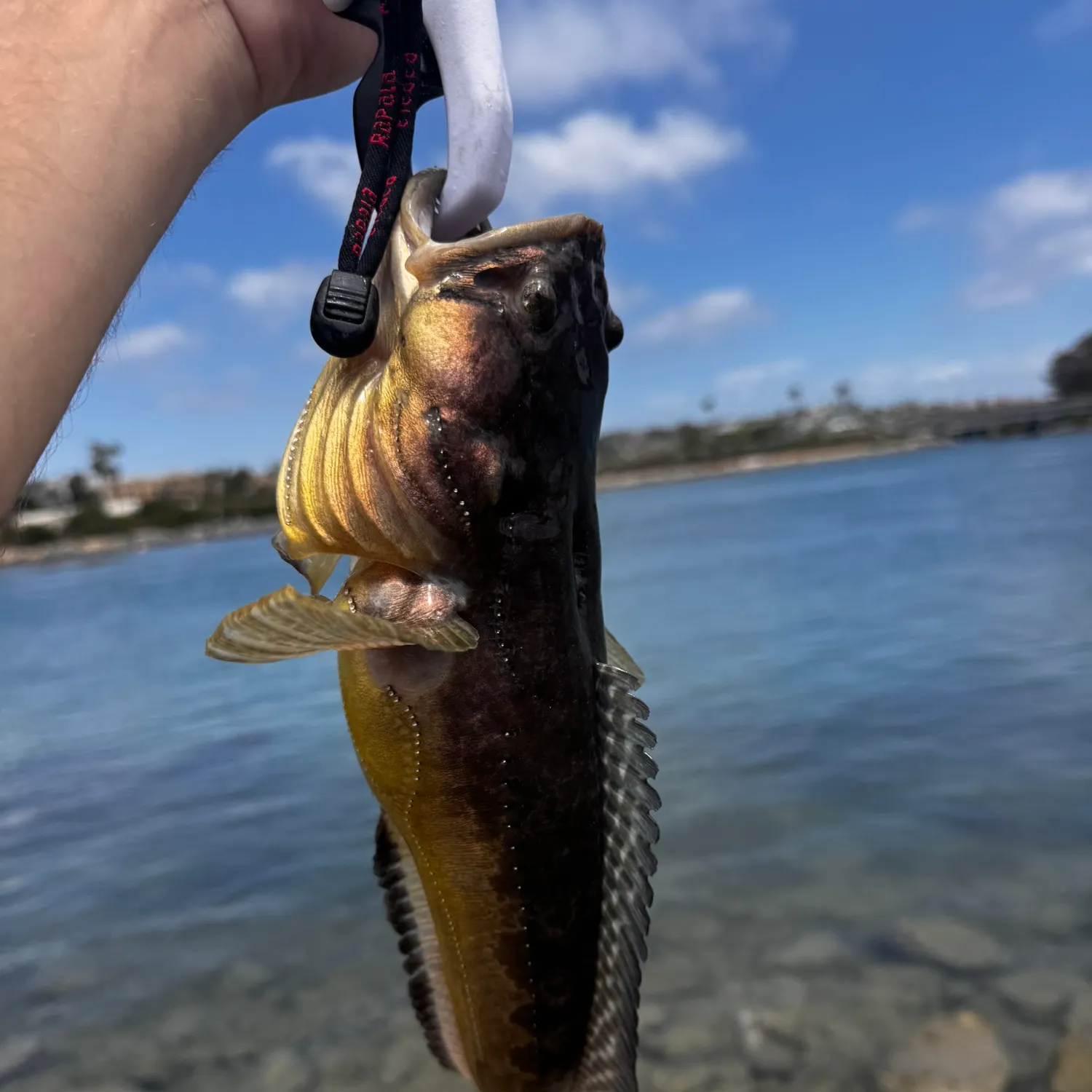 The most recent Plainfin midshipman catches on Fishbrain