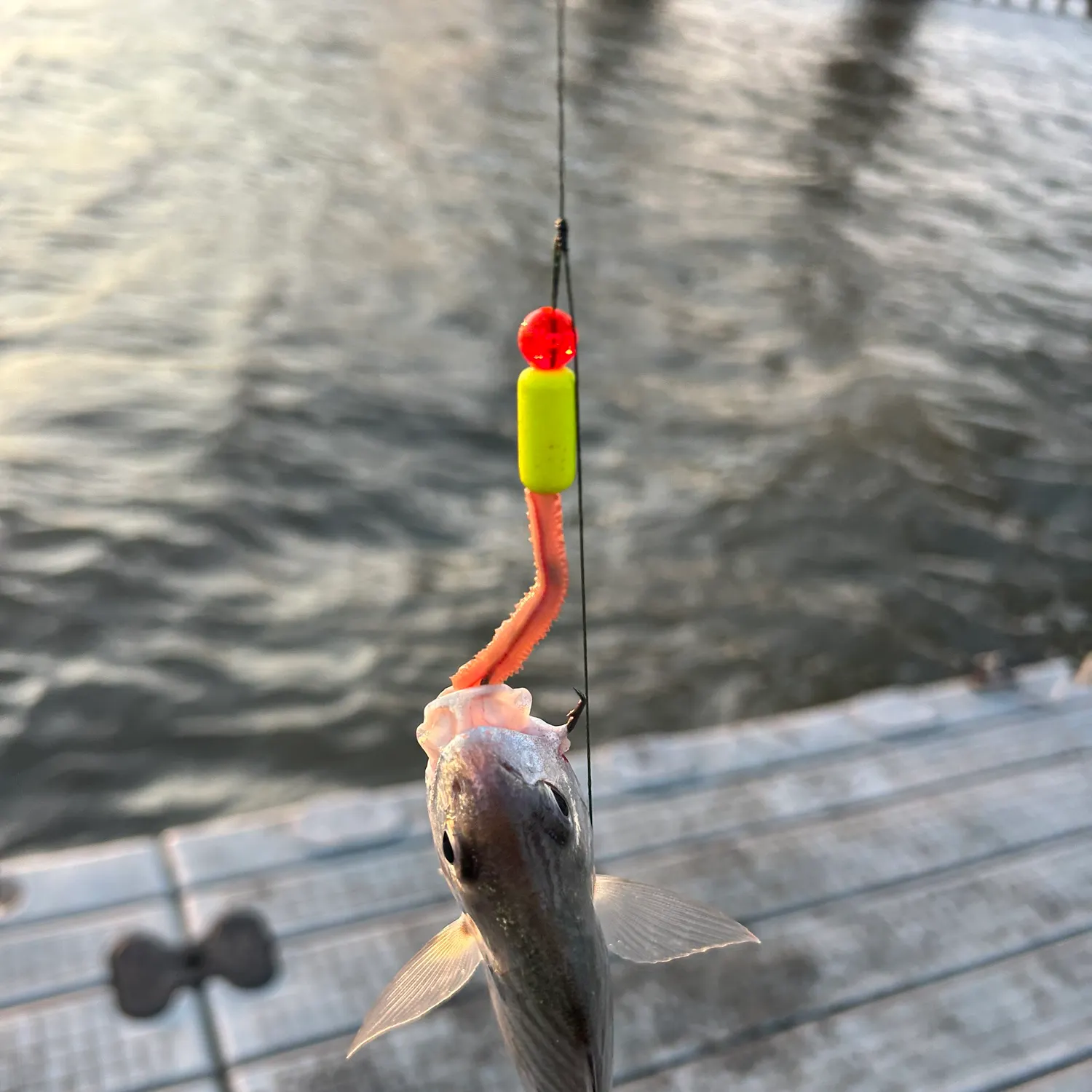 The most recent Blackspotted croaker catches on Fishbrain