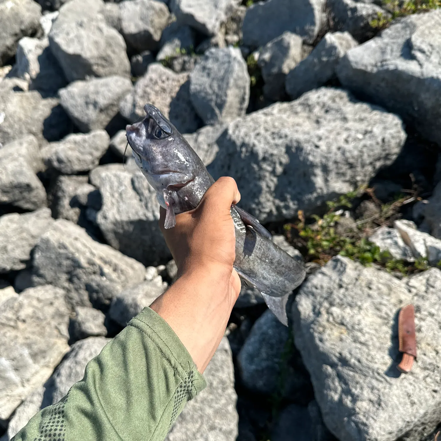 catch
