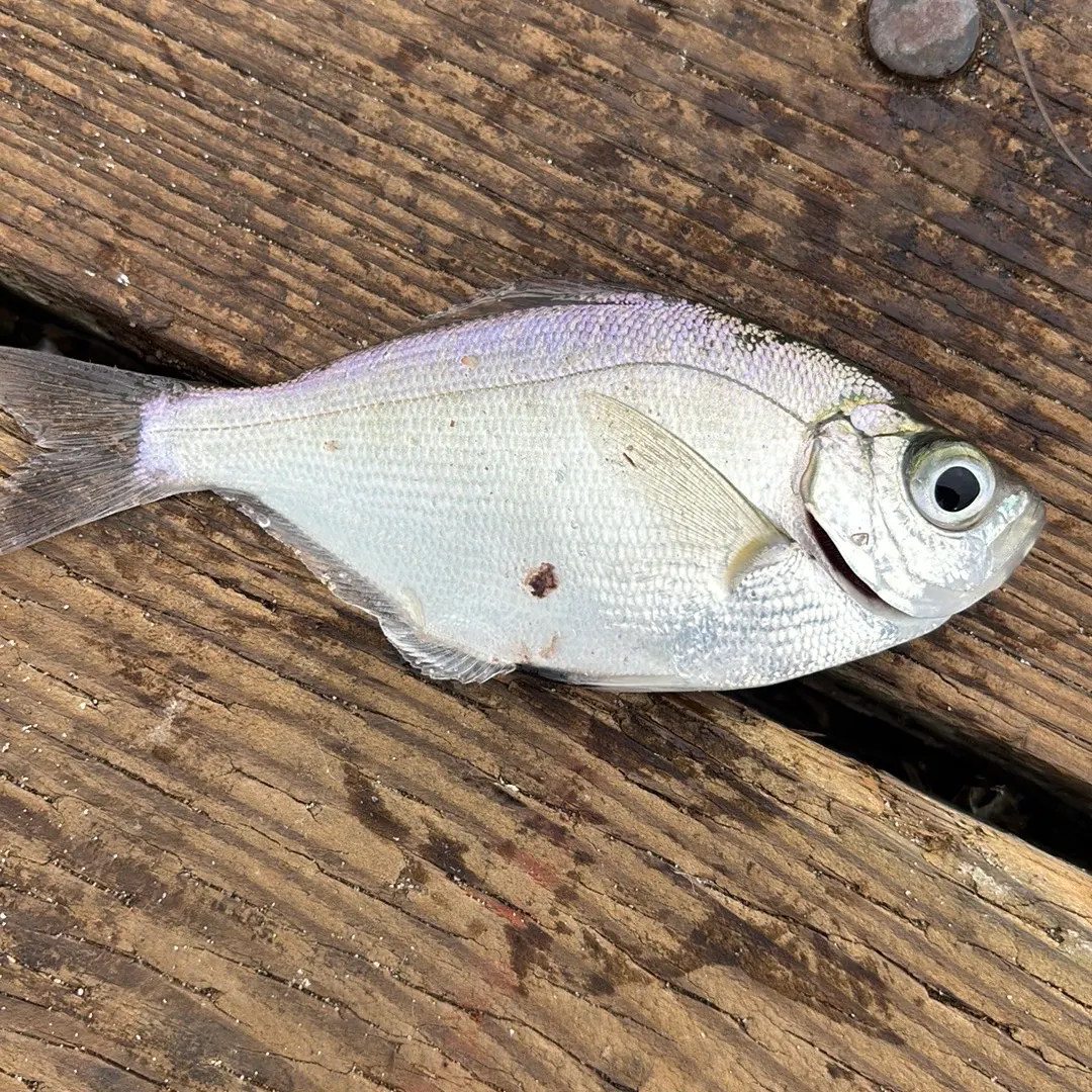 The most recent Mooneye catches on Fishbrain