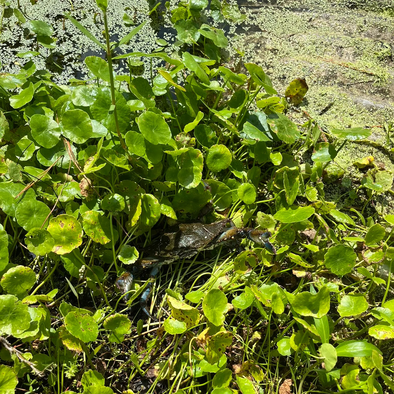 The most recent Blue crab catches on Fishbrain