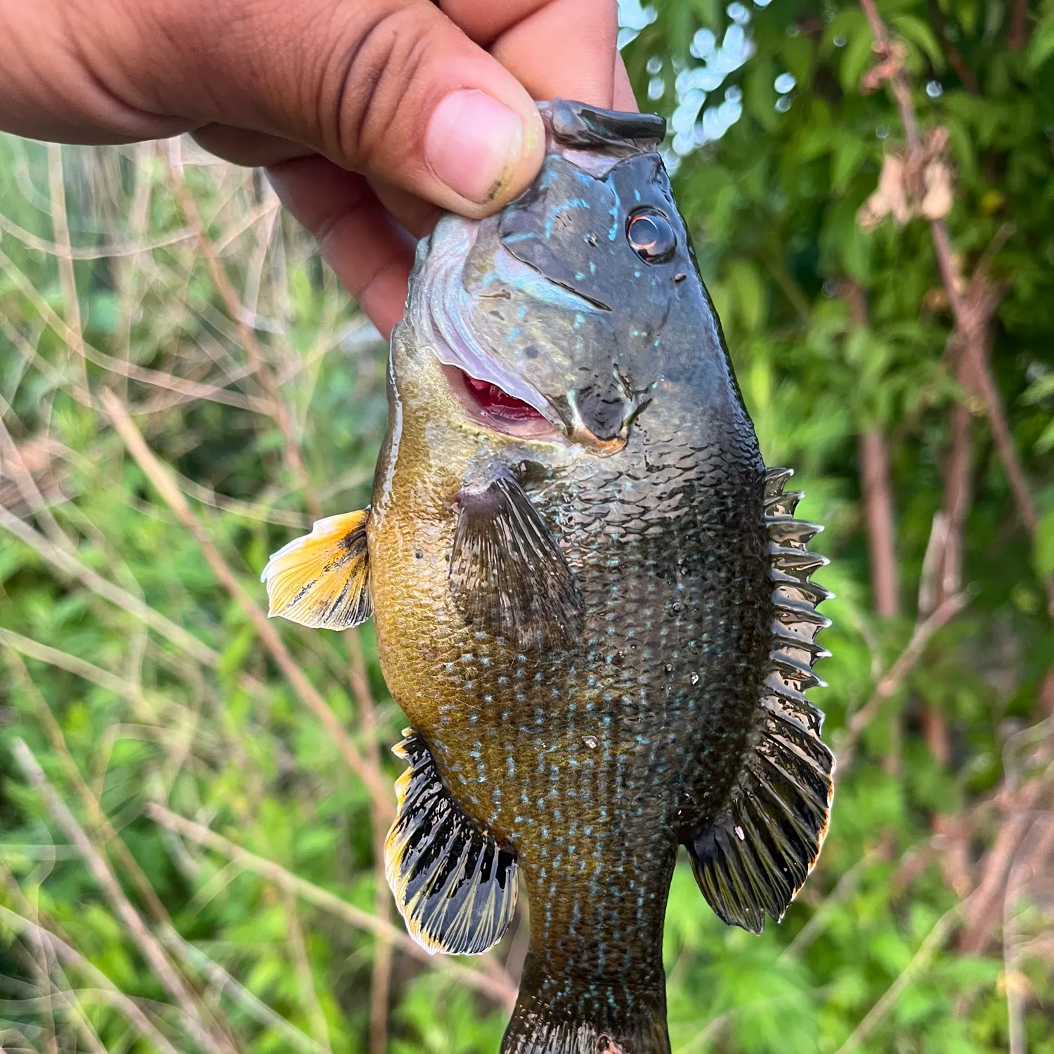 catch