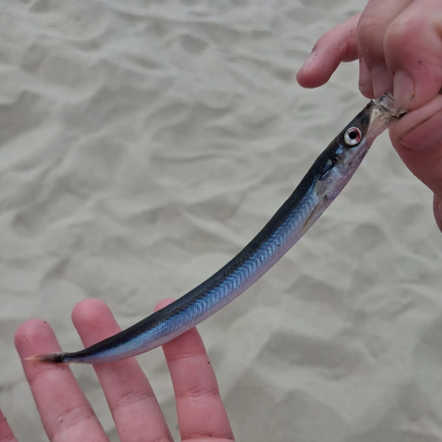 The most recent Pacific sand lance catches on Fishbrain