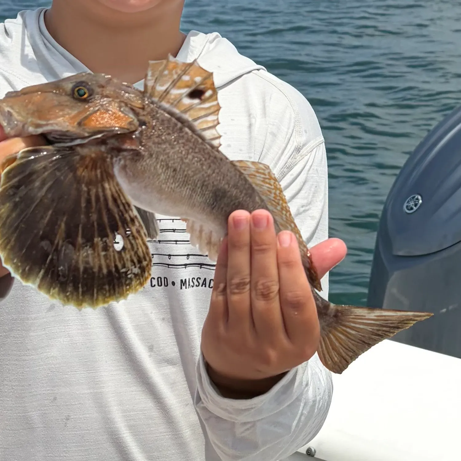 The most recent Northern searobin catches on Fishbrain