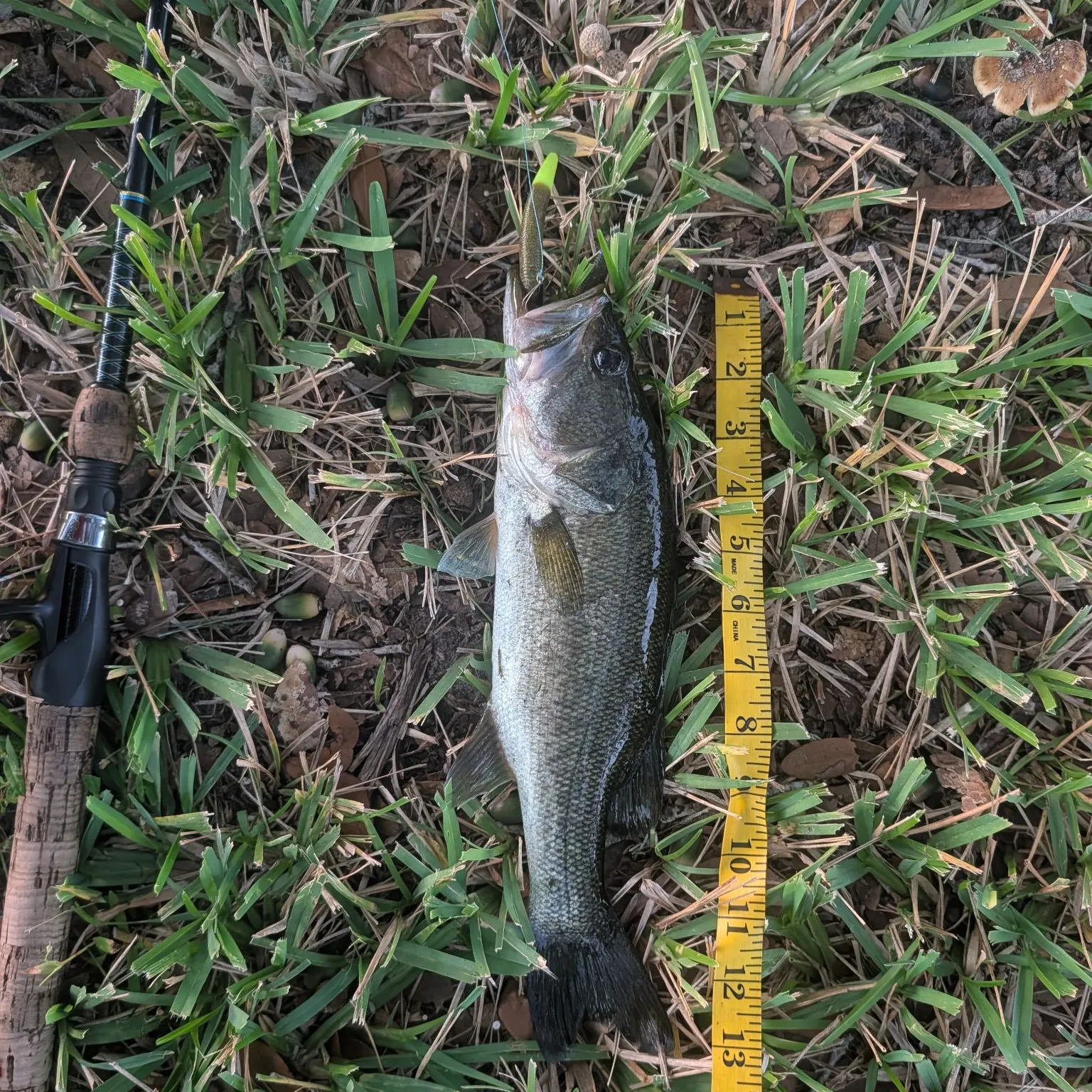 Largemouth bass caught on Fishbrain