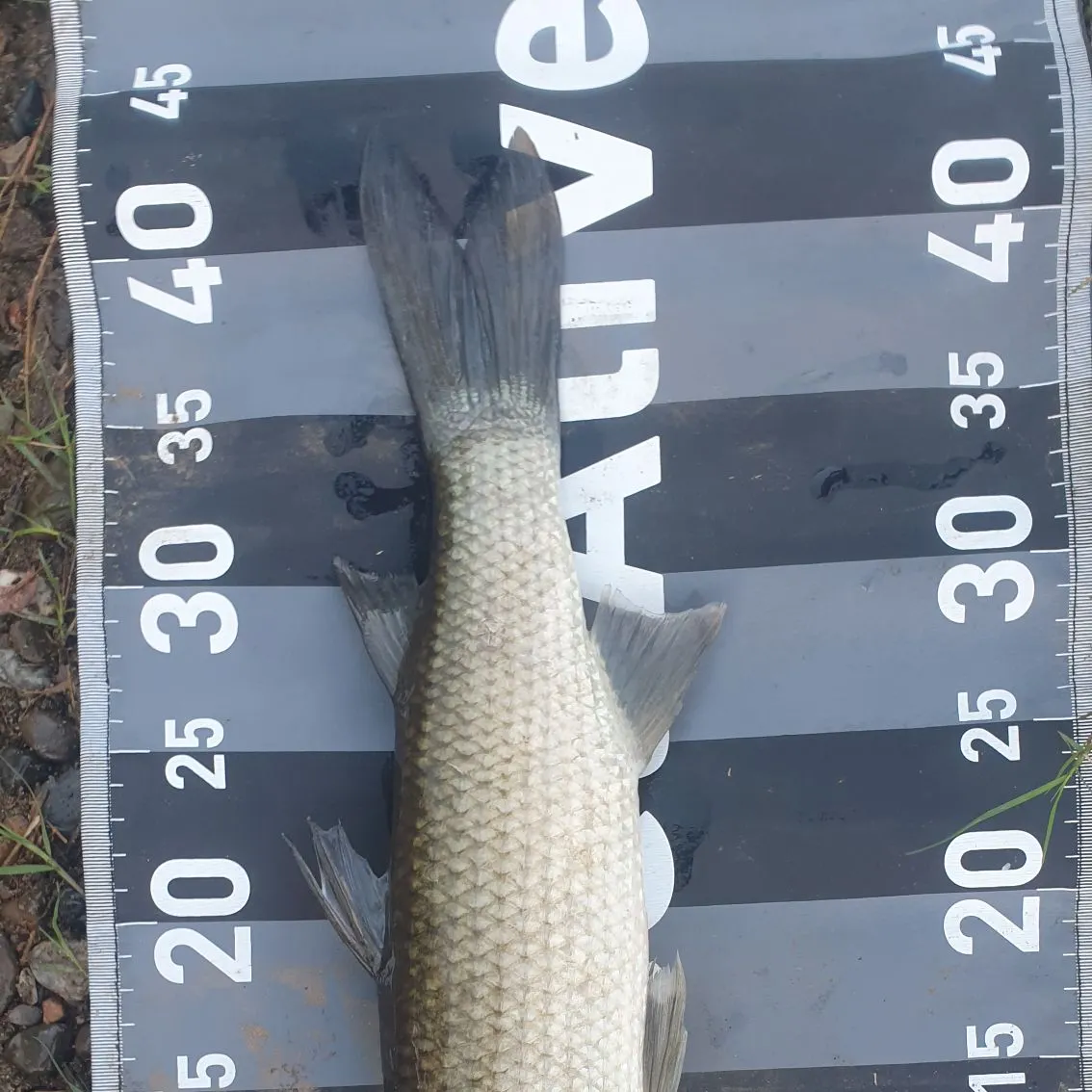 The most recent Striped mullet catches on Fishbrain