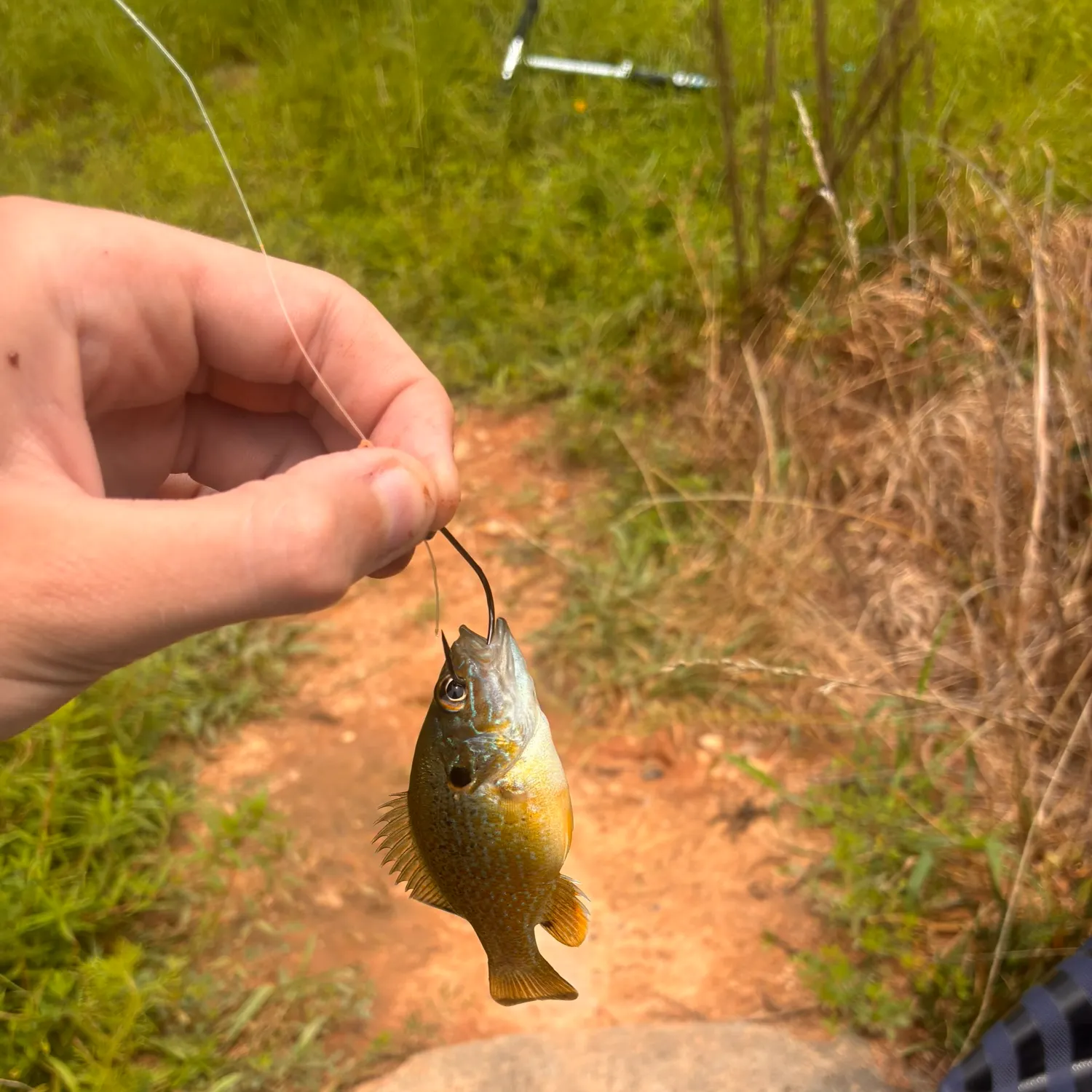 Green sunfish caught on Fishbrain