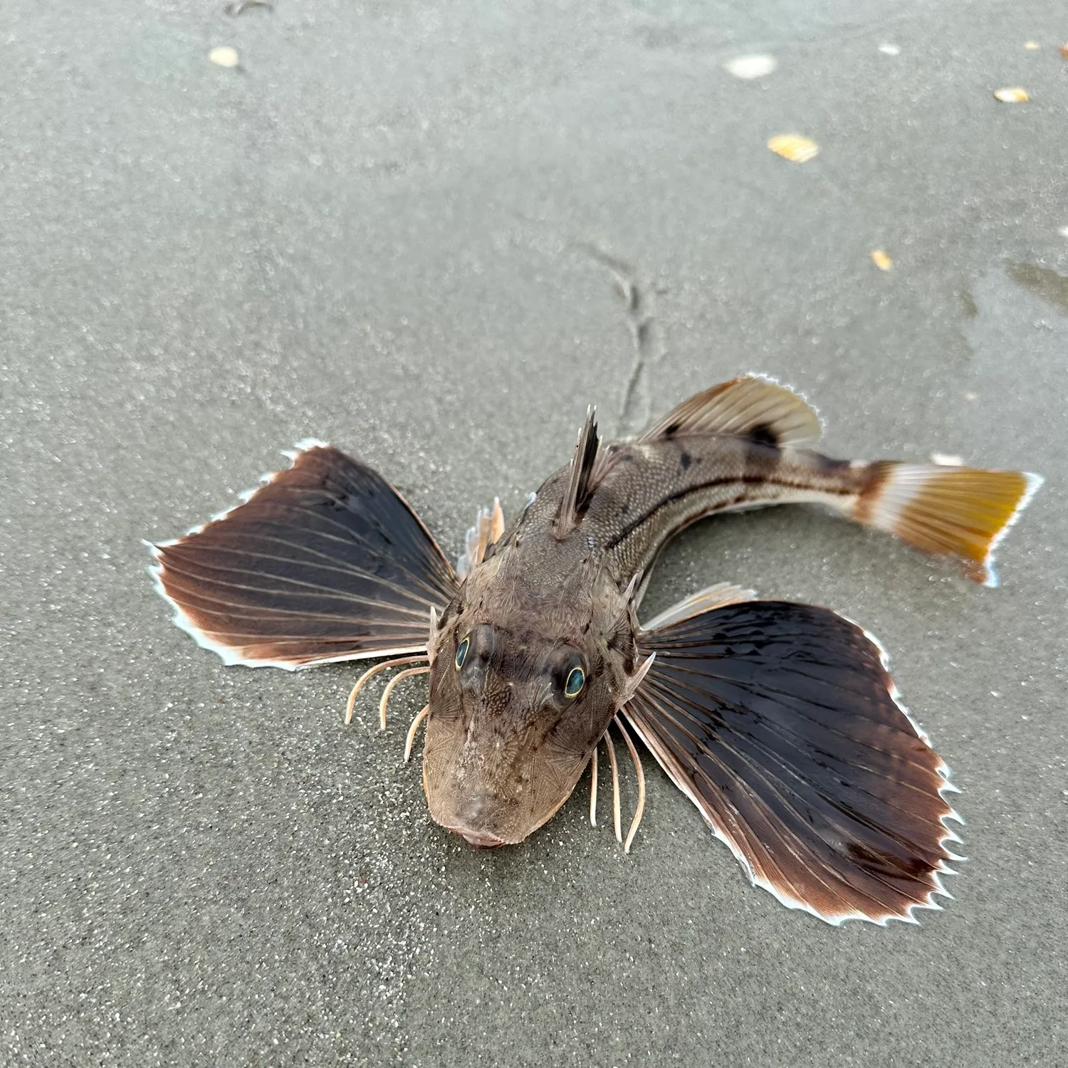 The most recent Striped searobin catches on Fishbrain