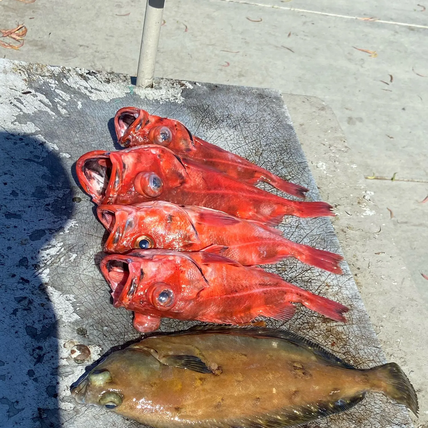 The most recent Blackgill rockfish catches on Fishbrain