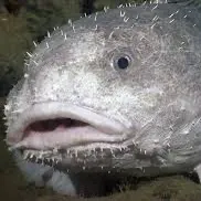 The most recent Blob sculpin catches on Fishbrain