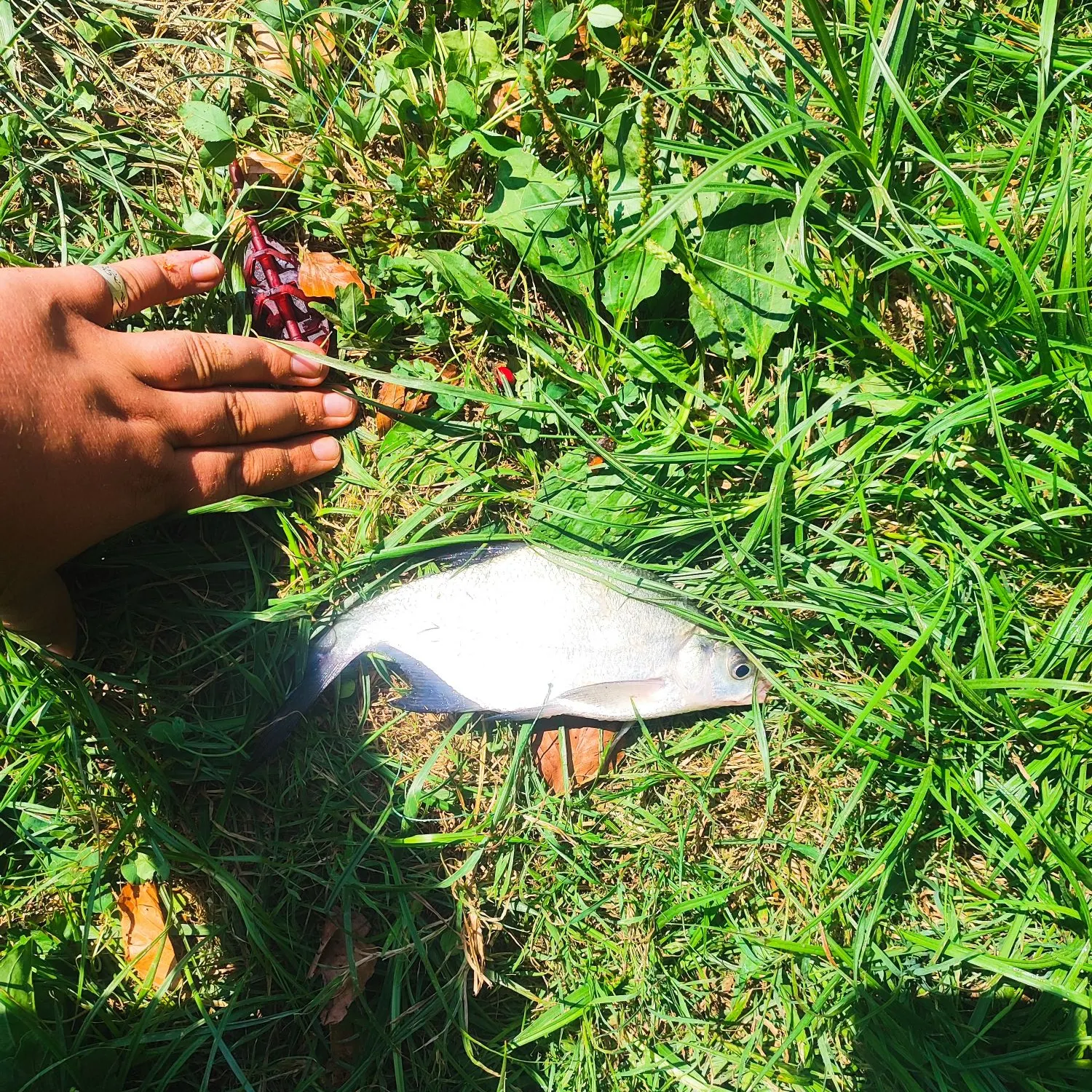 The most recent White bream catches on Fishbrain
