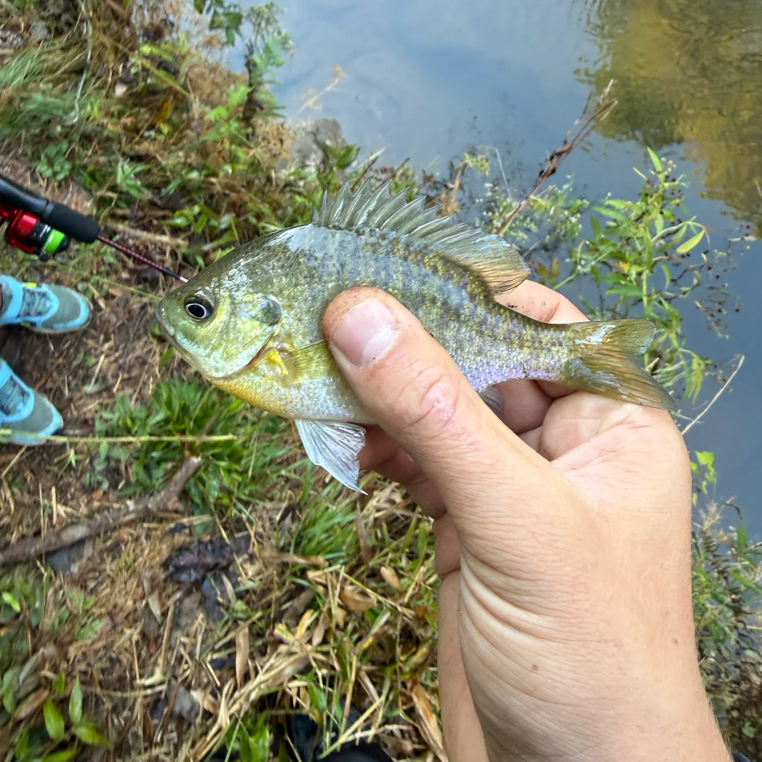 Bluegill caught on Fishbrain