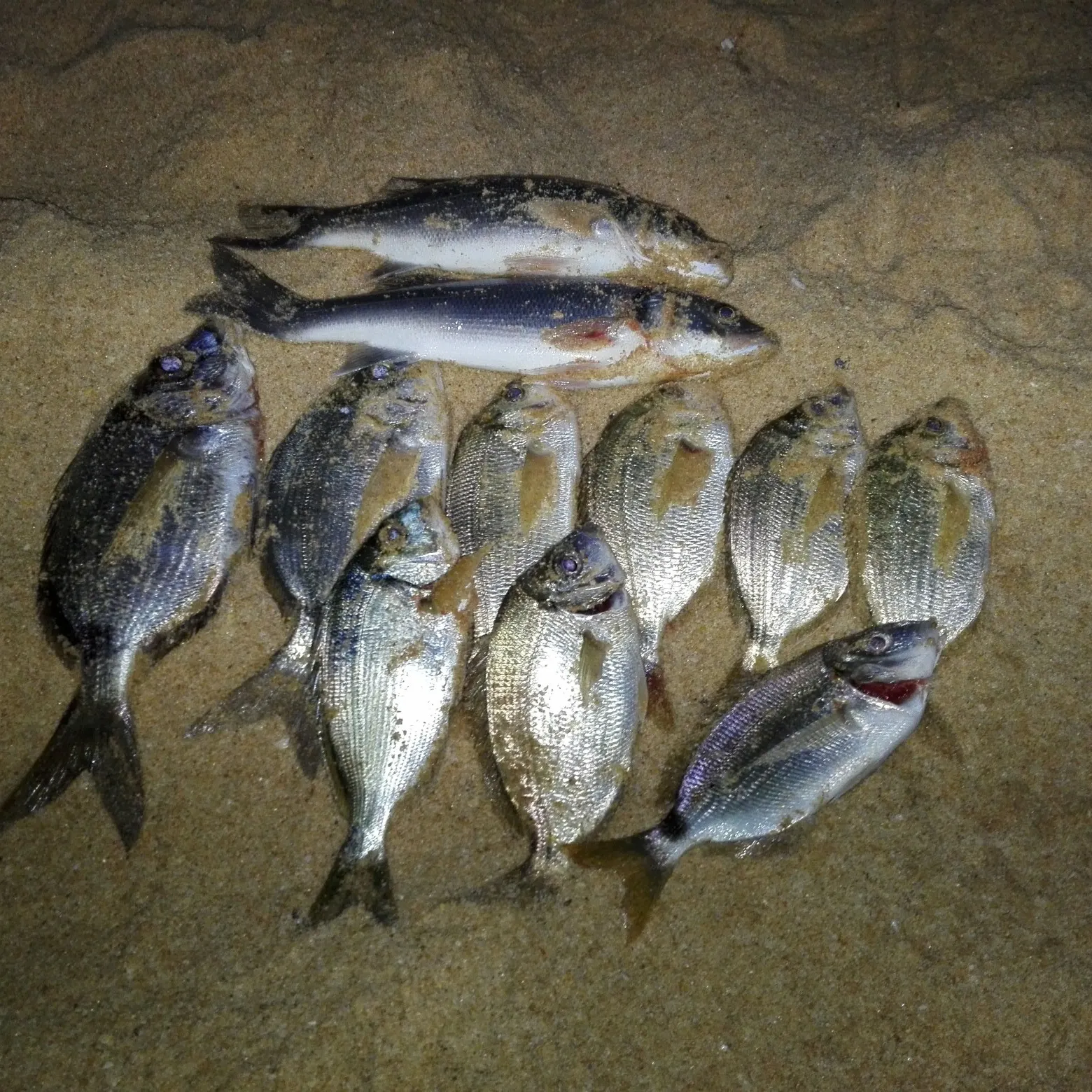 recently logged catches