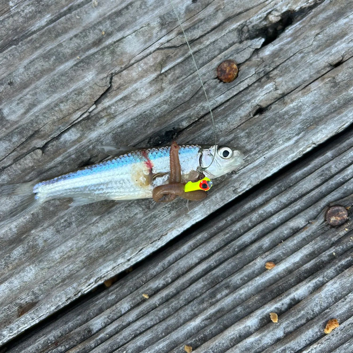 The most recent Emerald shiner catches on Fishbrain