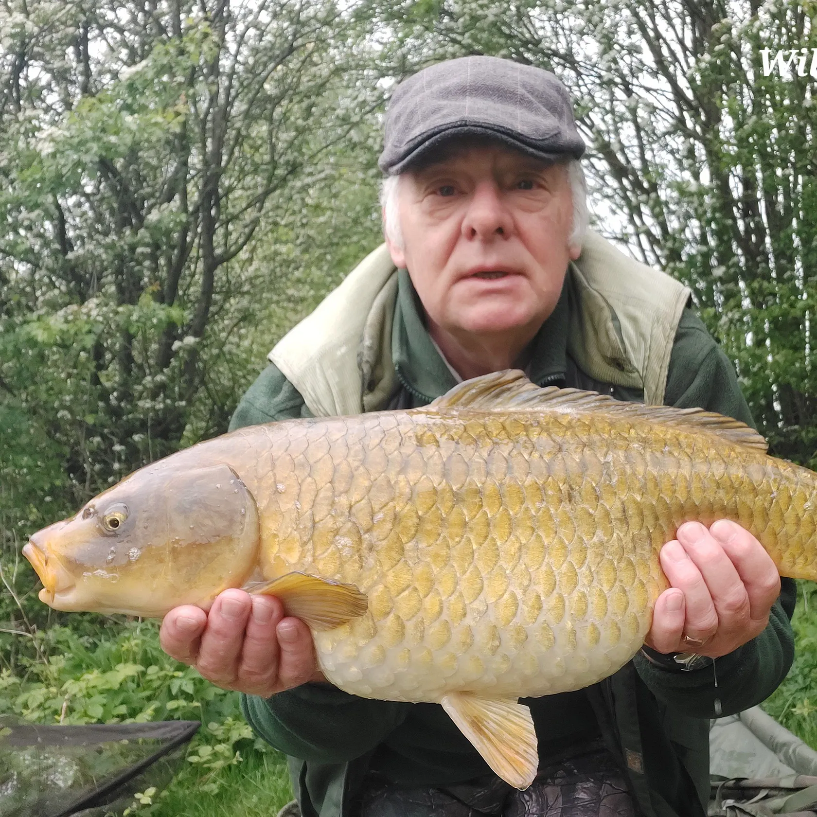 The most recent Ghost carp catches on Fishbrain