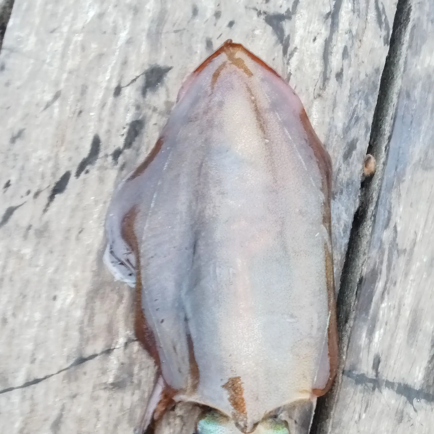 The most recent Southern calamari catches on Fishbrain