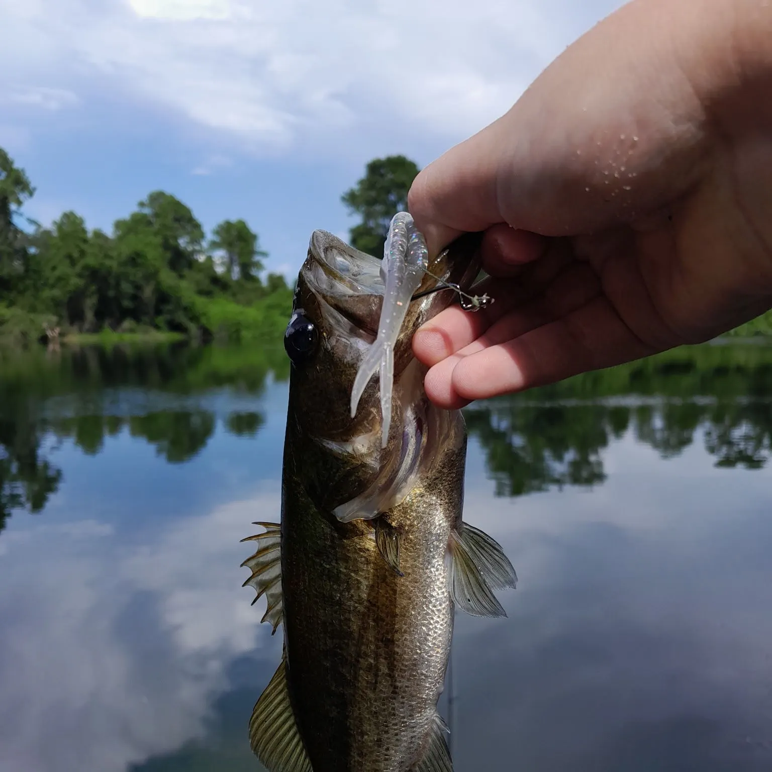 Largemouth bass caught on Fishbrain