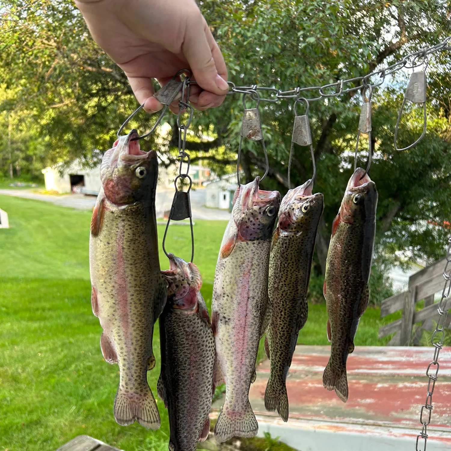 recently logged catches