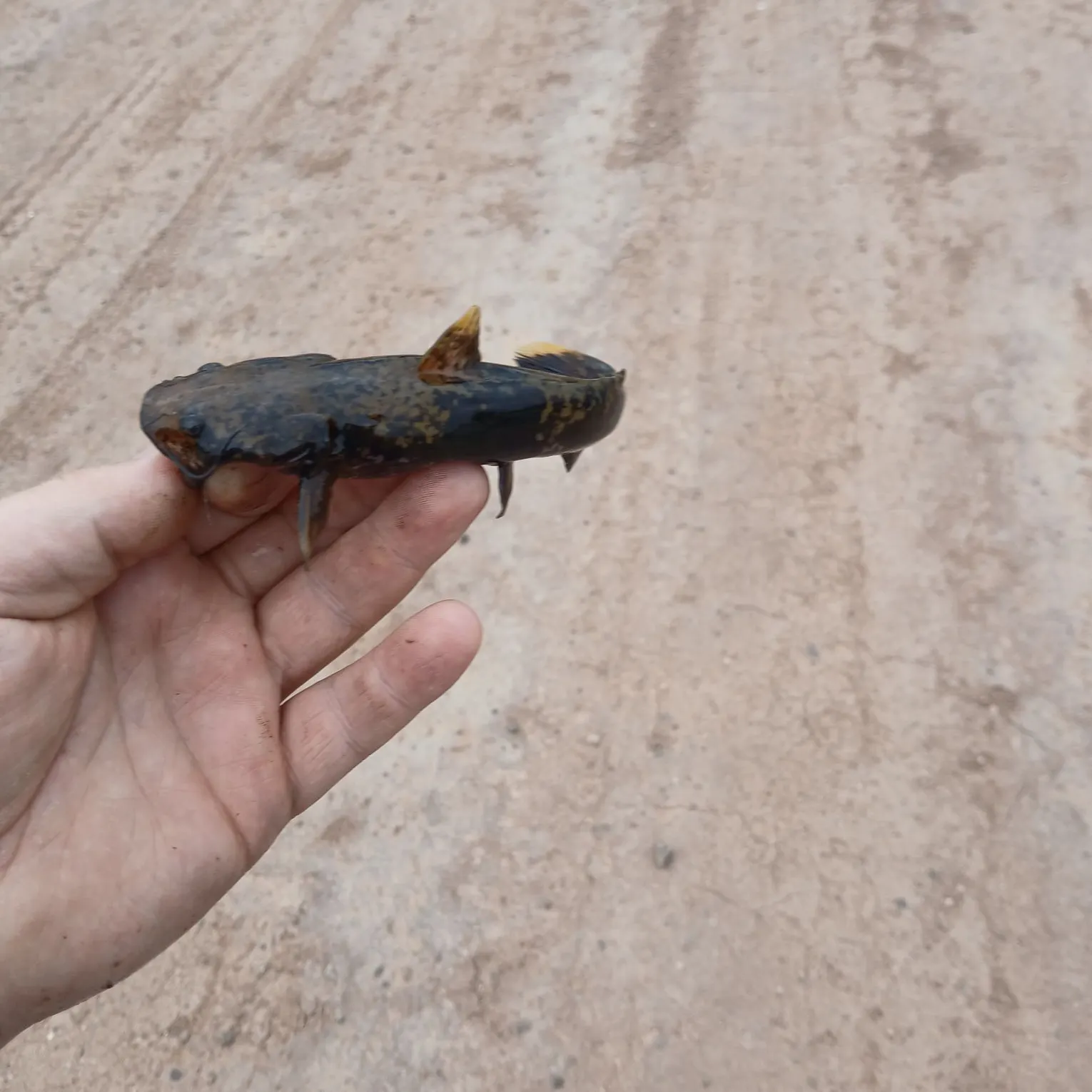 The most recent Flathead catfish catches on Fishbrain