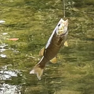 Smallmouth bass caught on Fishbrain
