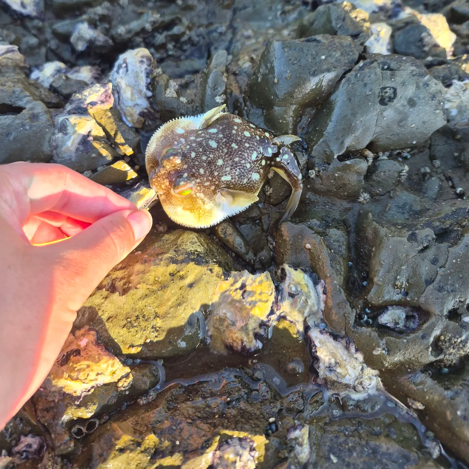 The most recent Evileye pufferfish catches on Fishbrain