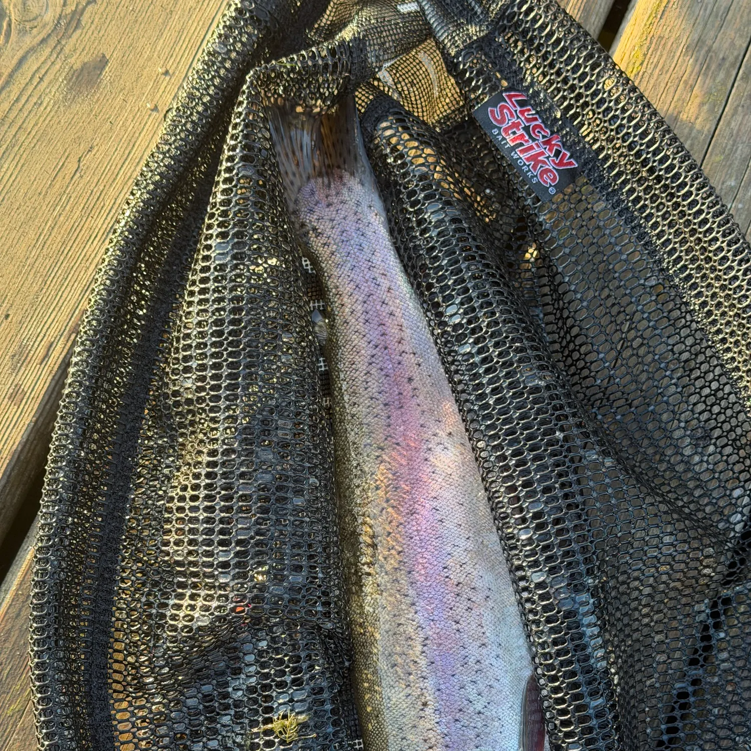 Rainbow trout caught on Fishbrain